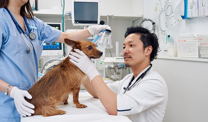 【要差替】日本動物医療センター本院