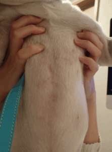 アレルギー性皮膚炎