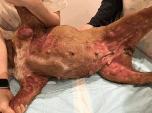 上皮向性リンパ腫