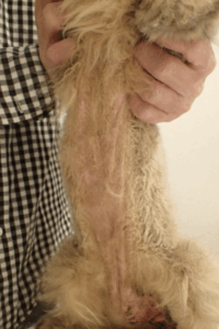 皮膚糸状菌症とマラセチア性皮膚炎も合併