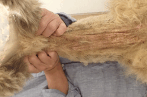 皮膚糸状菌症とマラセチア性皮膚炎も合併