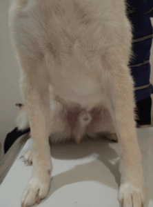 ニキビダニ症に伴う二次感染